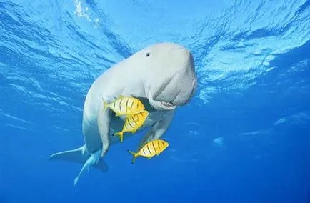 Care este Dugong