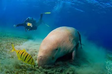 Care este Dugong