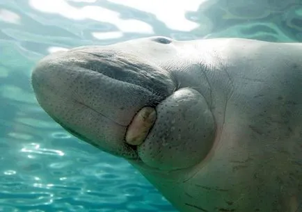 Care este Dugong