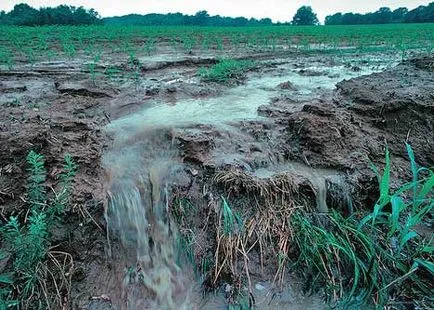 Cum de a rezolva problema ecologiei