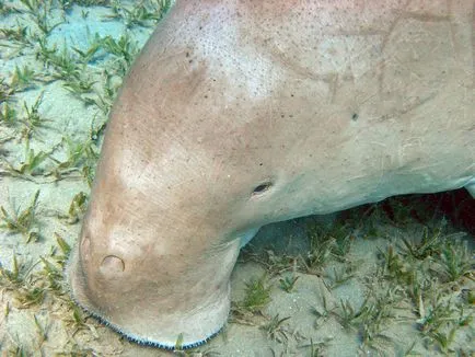 Care este Dugong