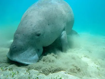 Care este Dugong