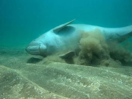 Care este Dugong