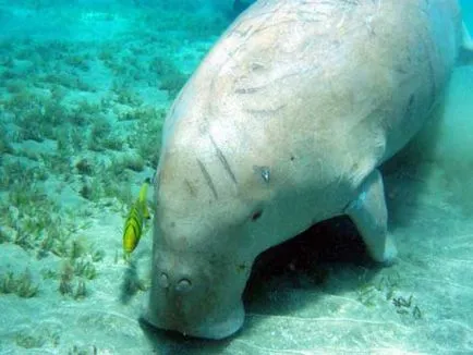 Care este Dugong