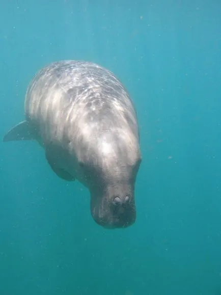 Care este Dugong