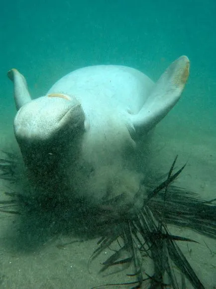 Care este Dugong