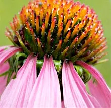 Echinacea este ceea ce este