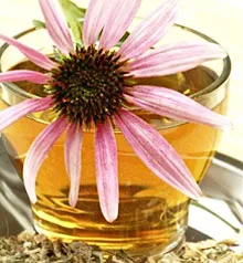 Echinacea este ceea ce este
