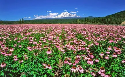 Echinacea este ceea ce este