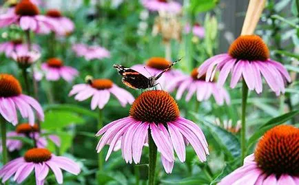 Echinacea este ceea ce este