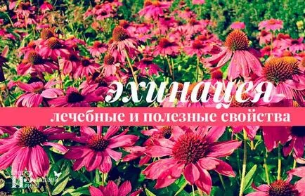 Echinacea este ceea ce este
