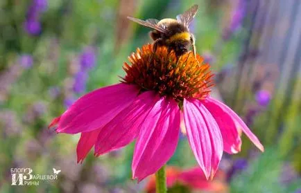 Echinacea este ceea ce este