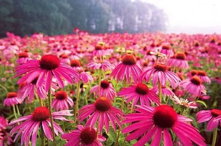 Echinacea este ceea ce este