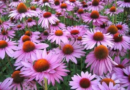 Echinacea este ceea ce este