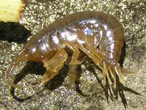 Gammarus ce este