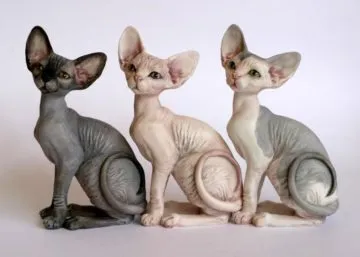 Sphynx rase de pisici