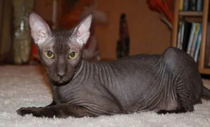 Sphynx rase de pisici