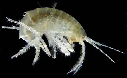 Gammarus ce este