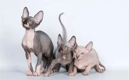 Sphynx rase de pisici