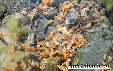 Gammarus ce este