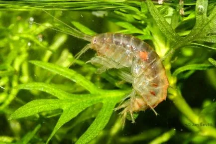 Gammarus ce este