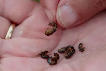 Gammarus ce este