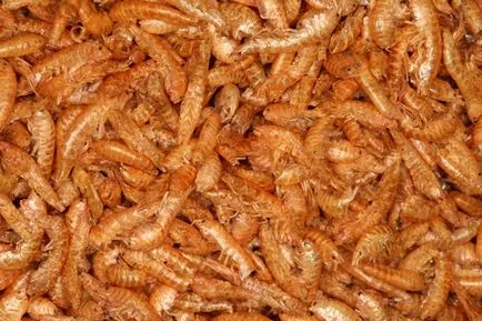 Gammarus ce este