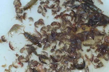 Gammarus ce este