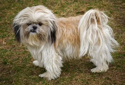rasă de câini, fără lână