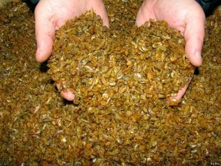 Gammarus ce este