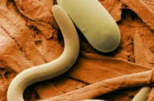 Decât pentru a trata oxiurilor la copii