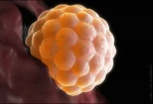 hormoni ovarieni