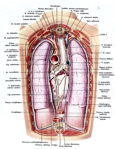 Care este canalul toracic