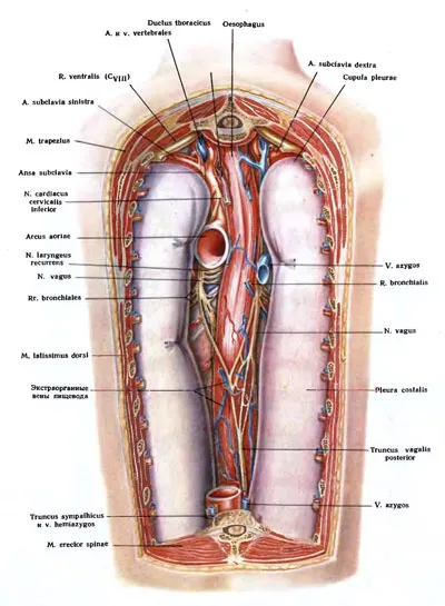 Care este canalul toracic
