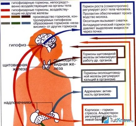 Hormonii sunt responsabile pentru greutatea