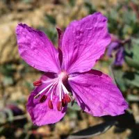 Cât de util fireweed Cât de util fireweed