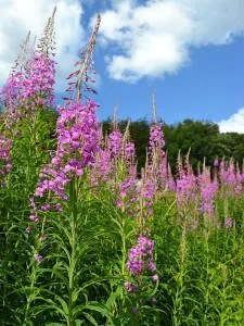 Cât de util fireweed