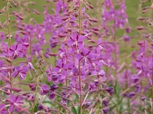 Cât de util fireweed