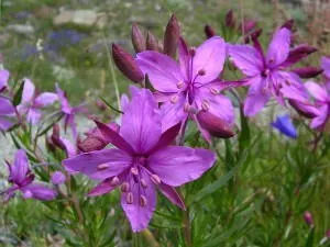 Cât de util fireweed