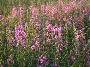 Cât de util fireweed