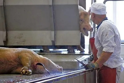 Cum se distinge carne