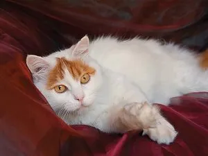 Cum să se scalde un pisoi Cum să se scalde un pisoi