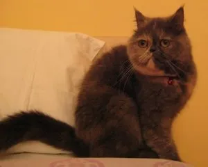 Cum să se scalde un pisoi Cum să se scalde un pisoi