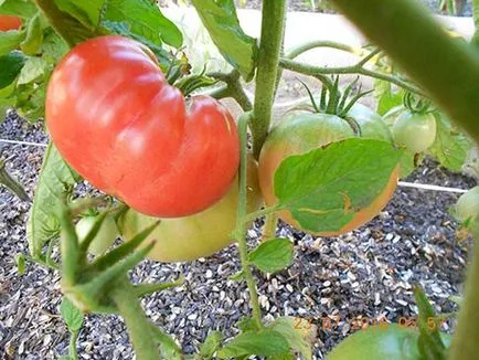 Cât de des pentru a fertiliza