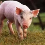 Cum sa faci un porc