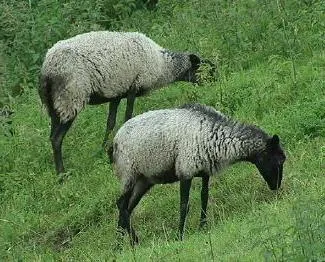 mare de ovine mare de ovine