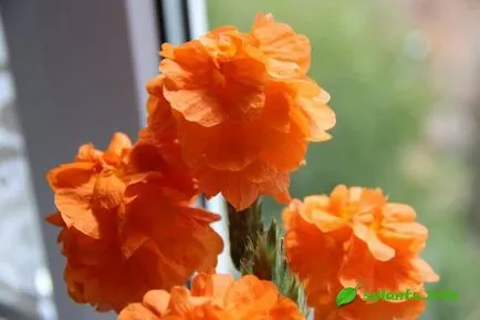 Cum să luați flori Cum să luați flori