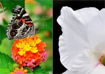 Cum să luați flori Cum să luați flori