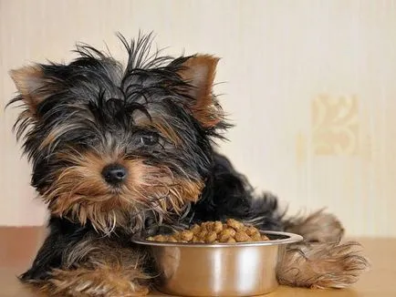 Ce puteți mânca Yorkshire Terrier Ce puteți mânca Yorkshire Terrier