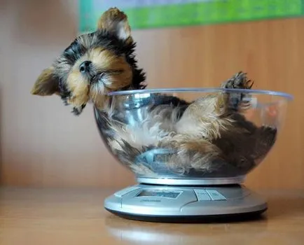 Ce puteți mânca Yorkshire Terrier Ce puteți mânca Yorkshire Terrier